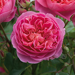 Rosier 'Boscobel'